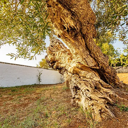 Masseria Abadia Uno 3*